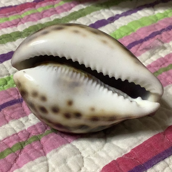 Tiger Cowrie Shell - Picture 5 of 7